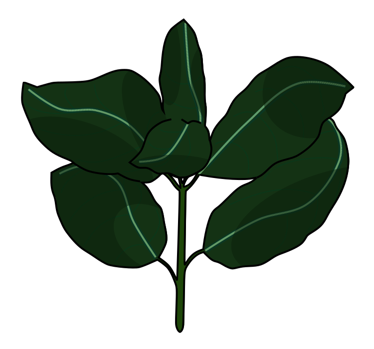 バジル(スイートバジル)のイラスト(黒い縁取りあり・葉脈が見えるハーブの図解資料用透過PNG)