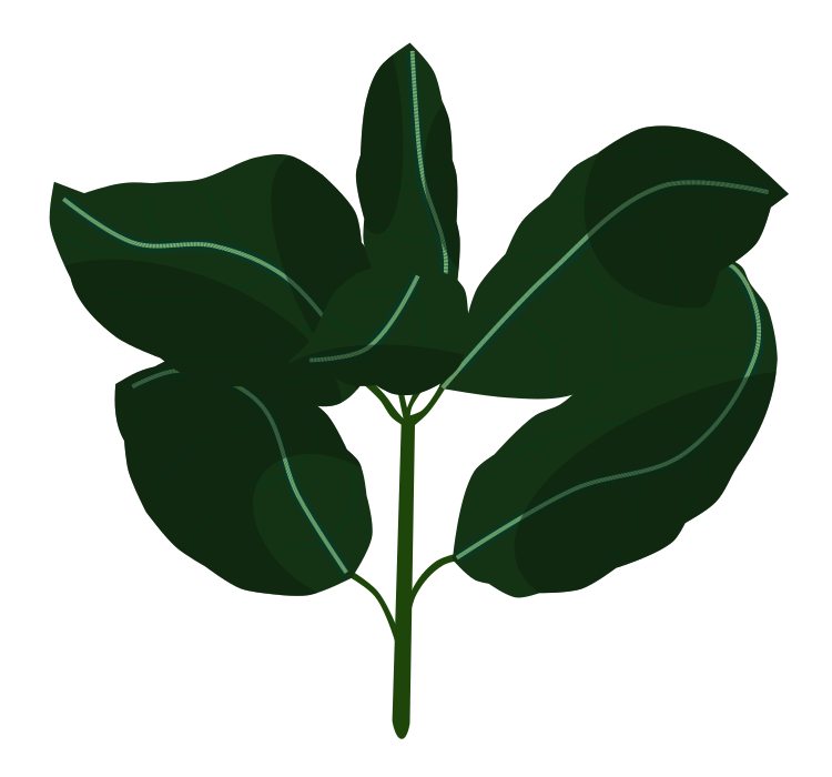 イタリア料理に使われる「バジル(スイートバジル)」の枝葉の、光沢と陰影のあるイラスト素材(線なし・ハーブのレシピや食材解説用フリー素材)