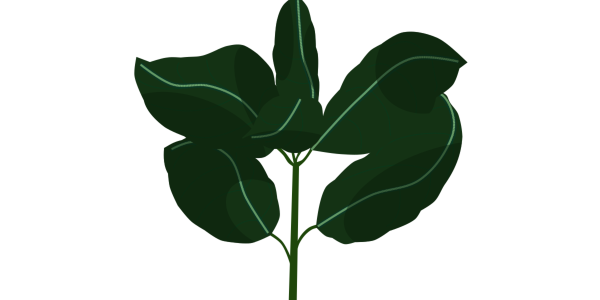 【フリー素材】バジル（スイートバジル/イタリア料理/ハーブ/葉脈）のイラスト（線なし・線あり）(商用利用可・透過PNG)