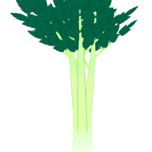 【FREE Vector】Celery Illustration with Leaves (Stalks / Aromatic Vegetable / Crisp Texture) (Outline / No Outline) (Commercial Use OK / PNG Transparent)