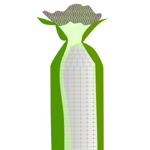 【FREE Vector】White Corn with Husk Illustration (Pure White / Sweet Corn / Summer Vegetable) (Outline / No Outline) (Commercial Use OK / PNG Transparent)