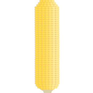 【フリー素材】皮をむいた黄色いトウモロコシ（夏野菜/玉蜀黍）のイラスト（線なし・黒縁）(商用利用可・透過PNG)