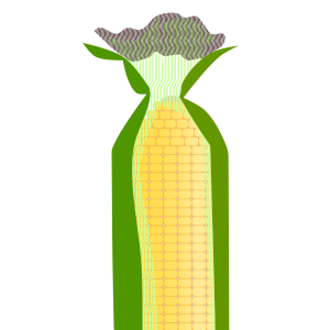 【FREE Vector】Yellow Corn with Husk Illustration (Sweet Corn / Maize / Summer Vegetable) (Outline / No Outline) (Commercial Use OK / PNG Transparent)
