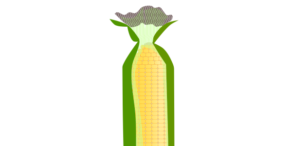 【FREE Vector】Yellow Corn with Husk Illustration (Sweet Corn / Maize / Summer Vegetable) (Outline / No Outline) (Commercial Use OK / PNG Transparent)