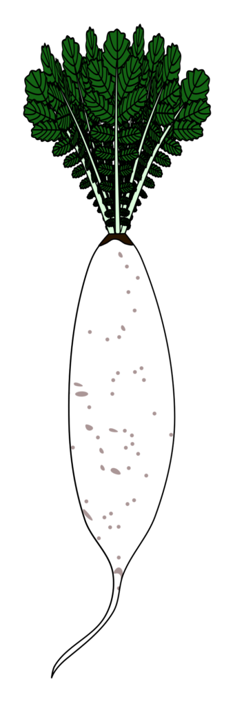 三浦大根（大型大根）のイラスト（黒い縁取りあり・野菜や食育資料の図解用透過PNG）