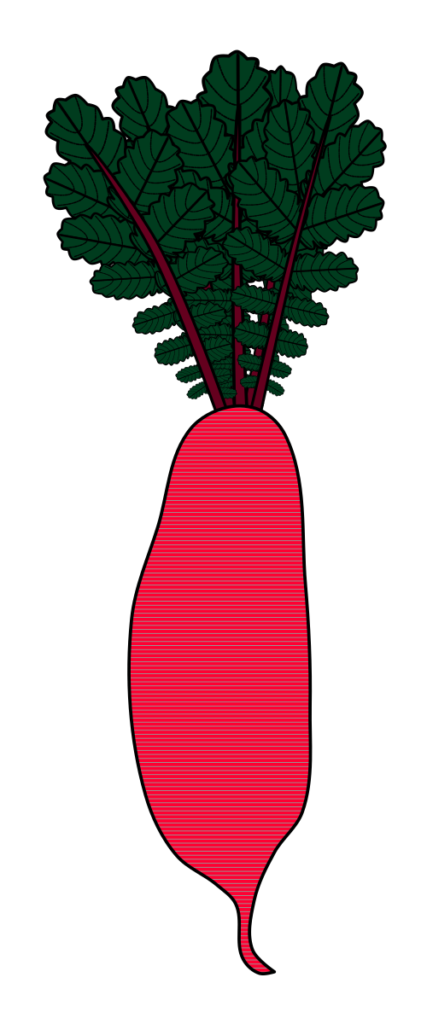 葉付き赤大根のイラスト(黒い縁取りあり・野菜や食育資料の図解用透過PNG)