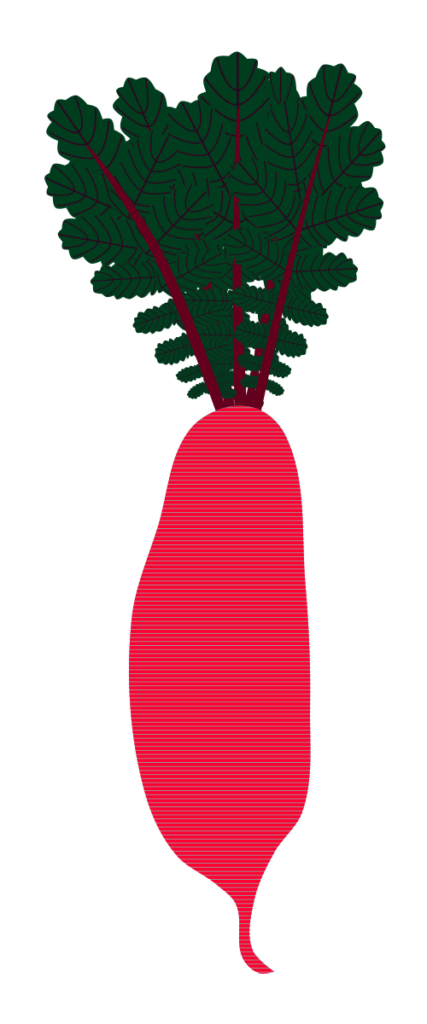 葉付き赤大根のイラスト(光沢・陰影なし・シンプルな野菜の図解資料用透過PNG)