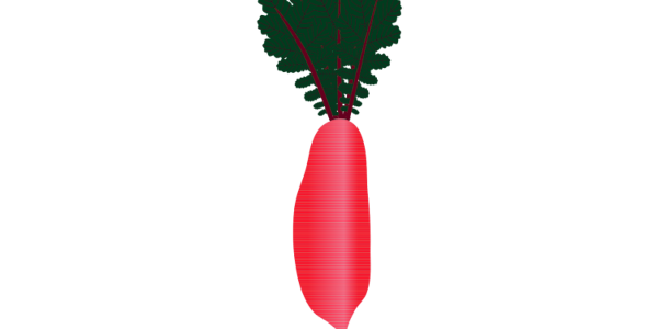 【FREE Vector】Red Radish/Daikon Illustration with Greens (Red Root Vegetable / For Salads & Pickles) (Outline / No Outline) (Commercial Use OK / PNG Transparent)