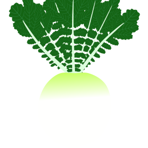 【FREE Vector】Shogoin Daikon Radish Illustration (Kyoto Vegetable / Round Daikon / Leafy) (Outline / No Outline) (Commercial Use OK / PNG Transparent)