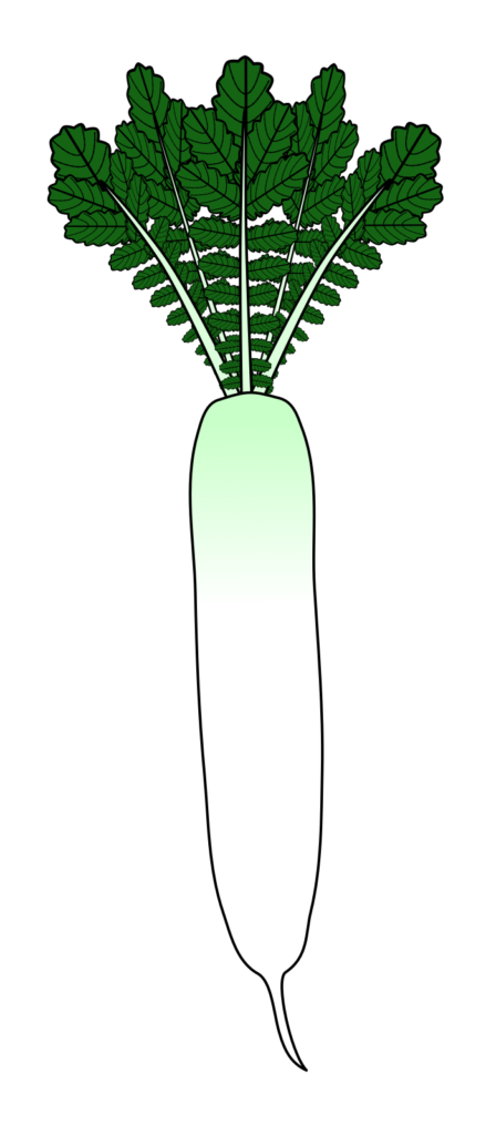 上部が緑色で下部が白い青首ダイコンのイラスト(黒い縁取りあり・根菜や食育資料の図解用透過PNG)