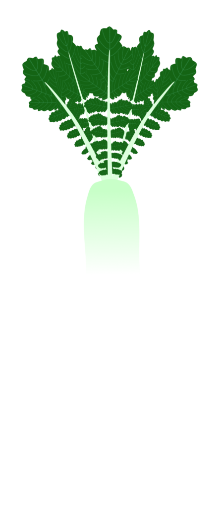 上部が緑色で下部が白い「青首ダイコン」の光沢と陰影のあるイラスト素材(線なし・根菜や食材の解説用フリー素材)