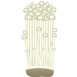 【FREE Vector】Enokitake Mushroom Illustration (Enoki / Flammulina velutipes / Winter Vegetable / Edible Fungi) (Commercial Use OK / PNG Transparent)