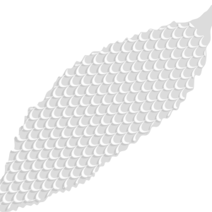 【FREE Vector】White Bitter Melon Illustration (Summer Vegetable / High Vitamin C / Warts) (Outline / No Outline) (Commercial Use OK / PNG Transparent)