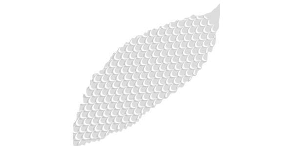 【FREE Vector】White Bitter Melon Illustration (Summer Vegetable / High Vitamin C / Warts) (Outline / No Outline) (Commercial Use OK / PNG Transparent)