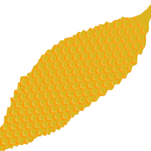 【FREE Vector】Ripe Yellow Goya / Bitter Melon Illustration (Summer Vegetable / Fruiting Stage) (Outline / No Outline) (Commercial Use OK / PNG Transparent)