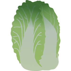 【FREE Vector】Napa Cabbage Illustration (Chinese Cabbage / Winter Vegetable / Head Cabbage) (Outline / No Outline) (Commercial Use OK / PNG Transparent)