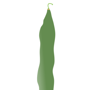 【FREE Vector】Flat Broad String Bean (Morocco Bean / Flat Bean / Legume) Illustration (Outline / No Outline) (Commercial Use OK / PNG Transparent)