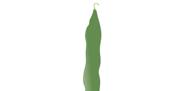 【FREE Vector】Flat Broad String Bean (Morocco Bean / Flat Bean / Legume) Illustration (Outline / No Outline) (Commercial Use OK / PNG Transparent)