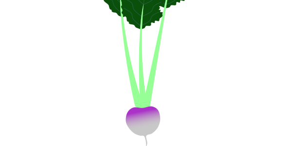 【フリー素材】あやめ雪かぶ（紫カブ/赤カブ/蕪/葉付き）のイラスト（線なし・黒縁）(商用利用可・透過PNG)