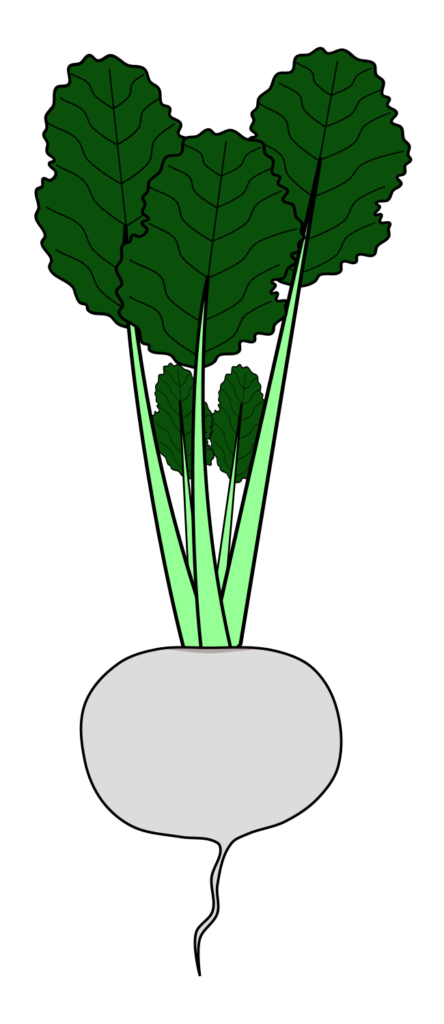 White turnip illustration with a black outline, a transparent PNG suitable for root vegetable and food education materials.
