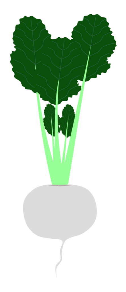 Simple, white turnip illustration with green leaves (no gloss, no shadow, no outline) as a transparent PNG for root vegetable diagrams.