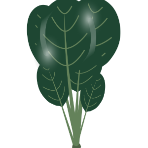 【FREE Vector】Komatsuna Illustration (Japanese Mustard Spinach / Leafy Green / Brassica) (Outline / No Outline) (Commercial Use OK / PNG Transparent)