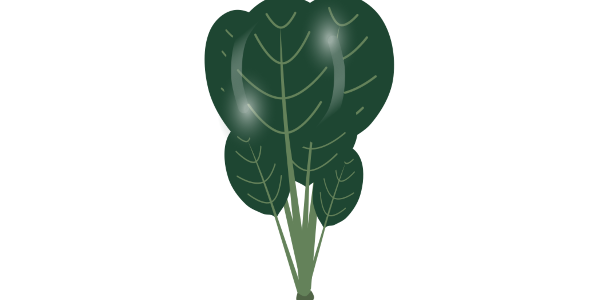 【FREE Vector】Komatsuna Illustration (Japanese Mustard Spinach / Leafy Green / Brassica) (Outline / No Outline) (Commercial Use OK / PNG Transparent)