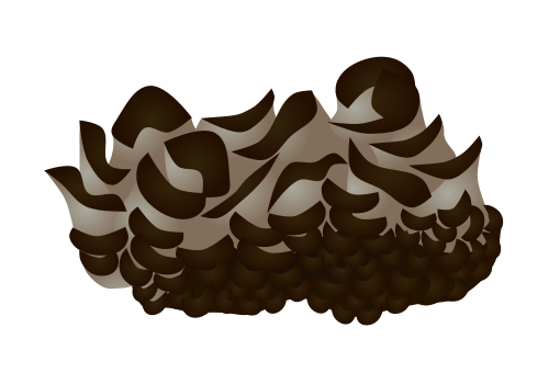 豊かな香りとフリル状のカサが特徴のマイタケ(舞茸)のイラスト素材(線なし・キノコの天ぷらや炒め物のレシピ・食材解説用フリー素材)
