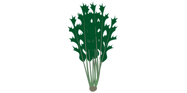 【フリー素材】水菜（ミズナ/京菜/葉物野菜/アブラナ科）のイラスト（線なし・黒縁）(商用利用可・透過PNG)