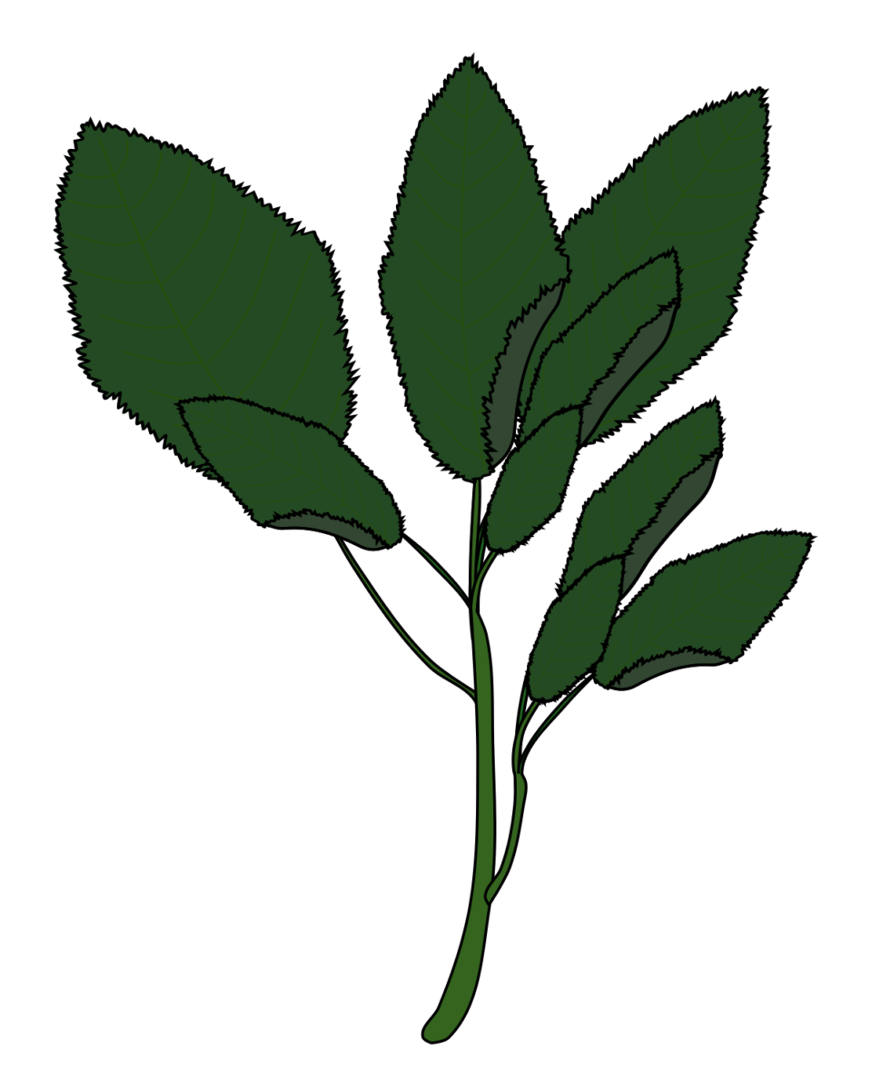 Molokhia leaf illustration (Black outline, PNG Transparent for viscous vegetable guides and food education diagrams)