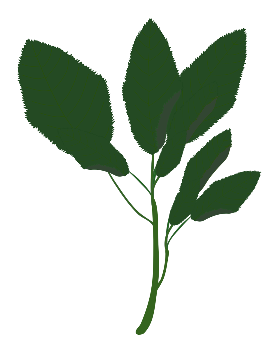 Molokhia (Jute Mallow) leaf illustration, known for its strong viscosity and high nutritional value (No outline, Free material for summer vegetable recipes and health information)