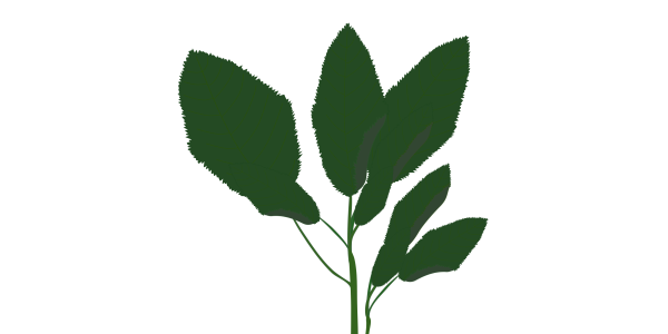 【FREE Vector】Molokhia Leaf Illustration (Jute Mallow / Viscous Vegetable / High-Nutrient Summer Vegetable) (Commercial Use OK / PNG Transparent)