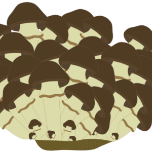 【FREE Vector】Nameko Mushroom Illustration (Pholiota microspora / Slimy Mushroom / Japanese Fungi) (Commercial Use OK / PNG Transparent)