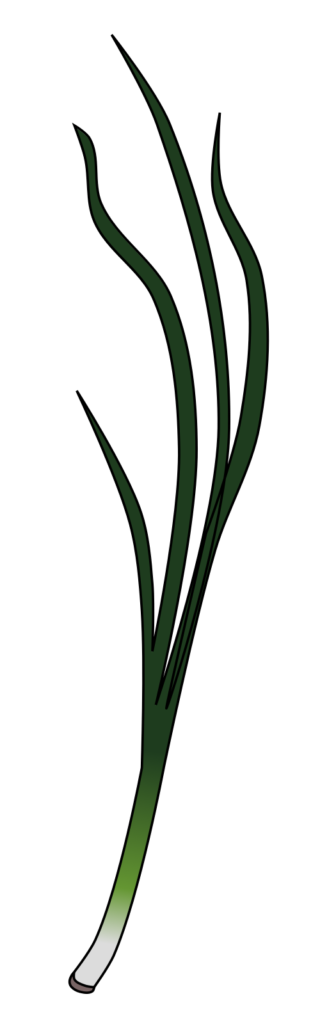Long green onion (scallion) illustration with a black outline, a transparent PNG suitable for seasoning and food education materials.