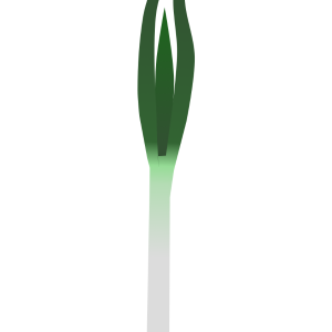 【FREE Vector】Japanese Long Onion / Leek Illustration (Negi / White Onion / Scallion) (Outline / No Outline) (Commercial Use OK / PNG Transparent)