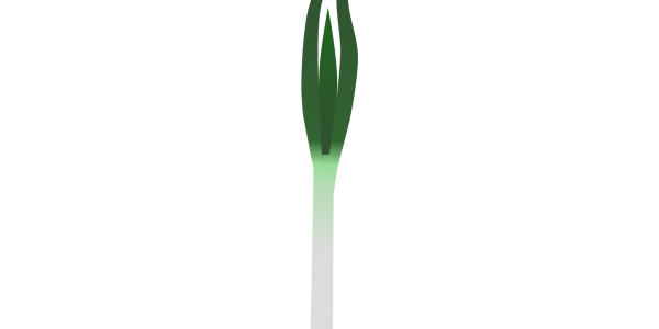 【FREE Vector】Japanese Long Onion / Leek Illustration (Negi / White Onion / Scallion) (Outline / No Outline) (Commercial Use OK / PNG Transparent)
