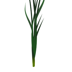 【FREE Vector】Nira (Garlic Chives / Chinese Chives / Leafy Vegetable) Illustration (Outline / No Outline) (Commercial Use OK / PNG Transparent)