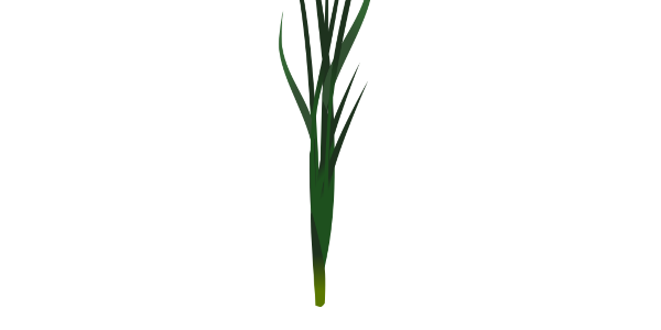 【FREE Vector】Nira (Garlic Chives / Chinese Chives / Leafy Vegetable) Illustration (Outline / No Outline) (Commercial Use OK / PNG Transparent)