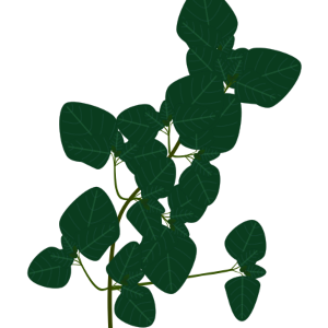 【FREE Vector】Oregano Herb Illustration (Origanum / Mediterranean Cuisine / Cooking Herb) (Commercial Use OK / PNG Transparent)