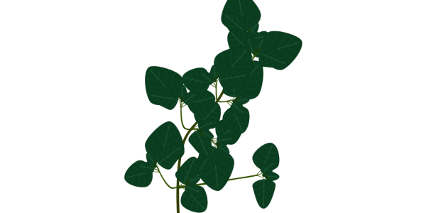 【フリー素材】オレガノの枝葉のイラスト（ハーブ/地中海料理/香草/透過PNG）