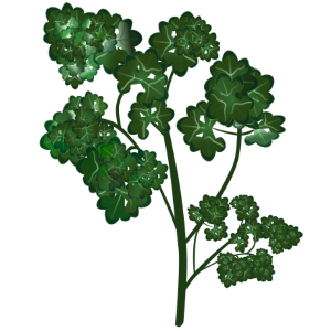 【FREE Vector】Parsley Herb Illustration (Curly Parsley / Cooking Herb / Garnish) (Commercial Use OK / PNG Transparent)