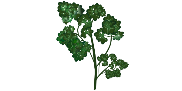 【フリー素材】パセリ（フリルパセリ/ハーブ/料理の付け合わせ）のイラスト（線なし・黒縁）(商用利用可・透過PNG)