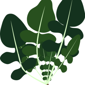 【FREE Vector】Arugula (Rocket) Illustration (Leafy Vegetable / Salad / Peppery Flavor) (Outline / No Outline) (Commercial Use OK / PNG Transparent)
