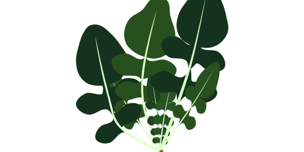 【フリー素材】ルッコラ（葉物野菜/サラダ/ゴマの風味）のイラスト（線なし・黒縁）(商用利用可・透過PNG)
