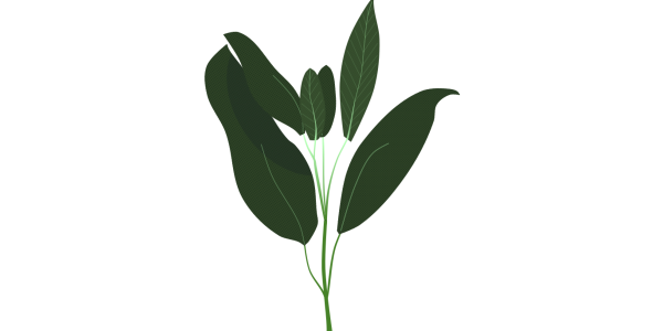 【フリー素材】セージの枝葉のイラスト（ハーブ/肉料理/香草/薬用）のイラスト（線なし・黒縁）(商用利用可・透過PNG)