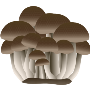 【FREE Vector】Bunashimeji Mushroom Illustration (Brown Beech Mushroom / Shimeji / Edible Fungi) (Commercial Use OK / PNG Transparent)