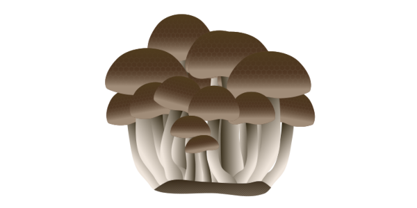 【フリー素材】ブナシメジ（ブナ占地/キノコ/和食食材/炒め物）のイラスト（線なし）(商用利用可・透過PNG)