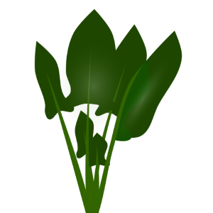 【FREE Vector】Spinach Illustration (Green Leafy Vegetable / Dark Green Leaves / Iron Source) (Outline / No Outline) (Commercial Use OK / PNG Transparent)
