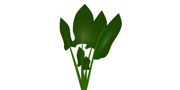 【FREE Vector】Spinach Illustration (Green Leafy Vegetable / Dark Green Leaves / Iron Source) (Outline / No Outline) (Commercial Use OK / PNG Transparent)