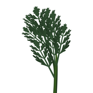 【FREE Vector】Edible Chrysanthemum Illustration (Shungiku / Leafy Vegetable / Hot Pot) (Outline / No Outline) (Commercial Use OK / PNG Transparent)